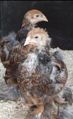 kuikens van januari, Poule ou poulet