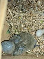 Baby personata, Dieren en Toebehoren, Geslacht onbekend, Parkiet, Tam