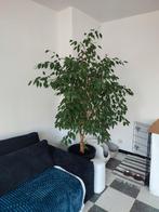 Grande plante de plus de 2 mètres de haut, Enlèvement