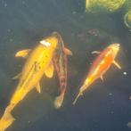 koi vissen 9 stuks supergezond, Karper of Koi