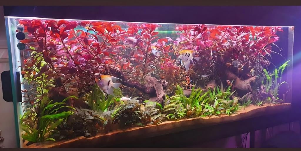 Grand aquarium, Animaux & Accessoires, Poissons | Aquariums & Accessoires, Enlèvement