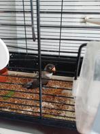 Dwergpapegaai, Dieren en Toebehoren, Vogels | Kanaries