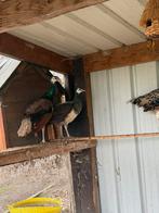 Pauwen, Dieren en Toebehoren, Vogels | Overige Vogels