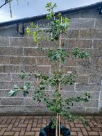 2 meter Ginkgo biloba /japanse notenboom bezorging in België, Bloeit niet, Overige soorten, 100 tot 250 cm, Ophalen