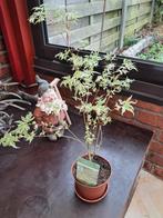 Japanse Esdoorn of Acer, Ophalen, Vaste plant, Overige soorten, Halfschaduw