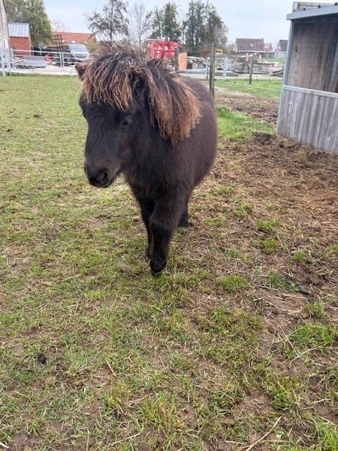 Shetlandpony te koop, Dieren en Toebehoren, Met stamboom, 0 tot 2 jaar, Hengst, A pony (tot 1.17m)