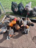 Sabelpootkriel broedeieren - Porselein, Femelle, Poule ou poulet