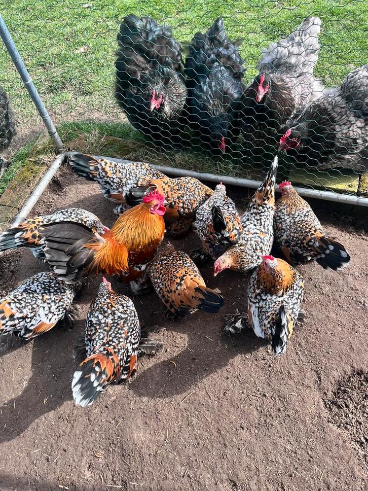 Sabelpootkriel broedeieren - Porselein, Animaux & Accessoires, Volatiles, Poule ou poulet, Femelle