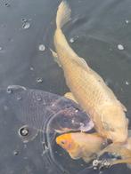 Koi's Sarasa & Shubunkin, Dieren en Toebehoren