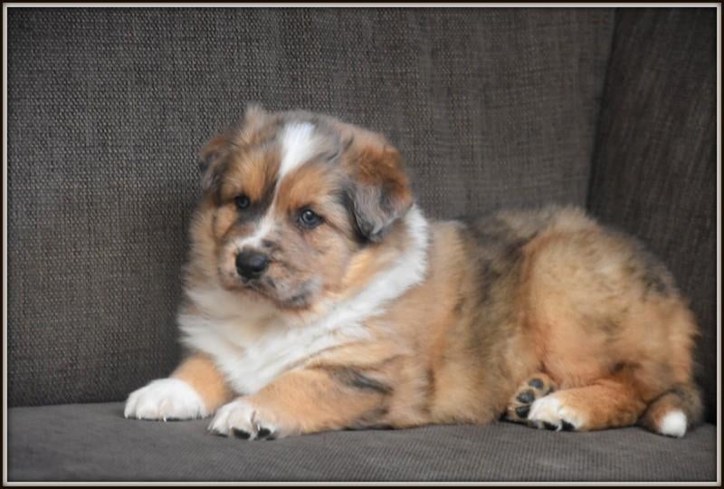 Heel mooie kruising Herder pups, Plusieurs, Hépatite contagieuse (maladie de Rubarth), Belgique, Plusieurs animaux