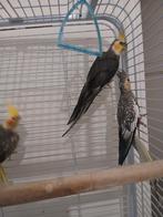 3 valkparkieten onverwant, koppel en 1 man's of pop, samen, Dieren en Toebehoren, Vogels | Parkieten en Papegaaien, Meerdere dieren