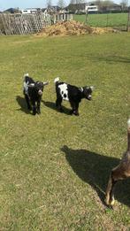 Te koop 2 lammetjes bokjes, Dieren en Toebehoren