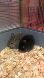 Mini lapins nains, Animaux & Accessoires, Mars, Domestique, Autres types, Plusieurs animaux
