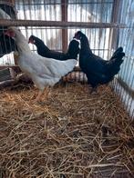 Legbar kip, Poule ou poulet