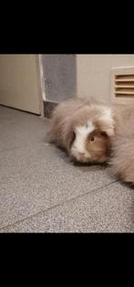 Cavia zeugje, Juin, Femelle, Cobaye