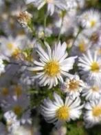 Grote potten lichtpaarse herfstaster, Tuin en Terras, Volle zon, Vaste plant, Zomer, Ophalen