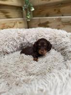 Mooie langharige dwergteckel pups, Dieren en Toebehoren, Parvo, België, 8 tot 15 weken, Dwerg