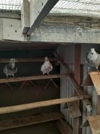 Postduiven, Animaux & Accessoires, Oiseaux | Pigeons, Mâle, Pigeon voyageur