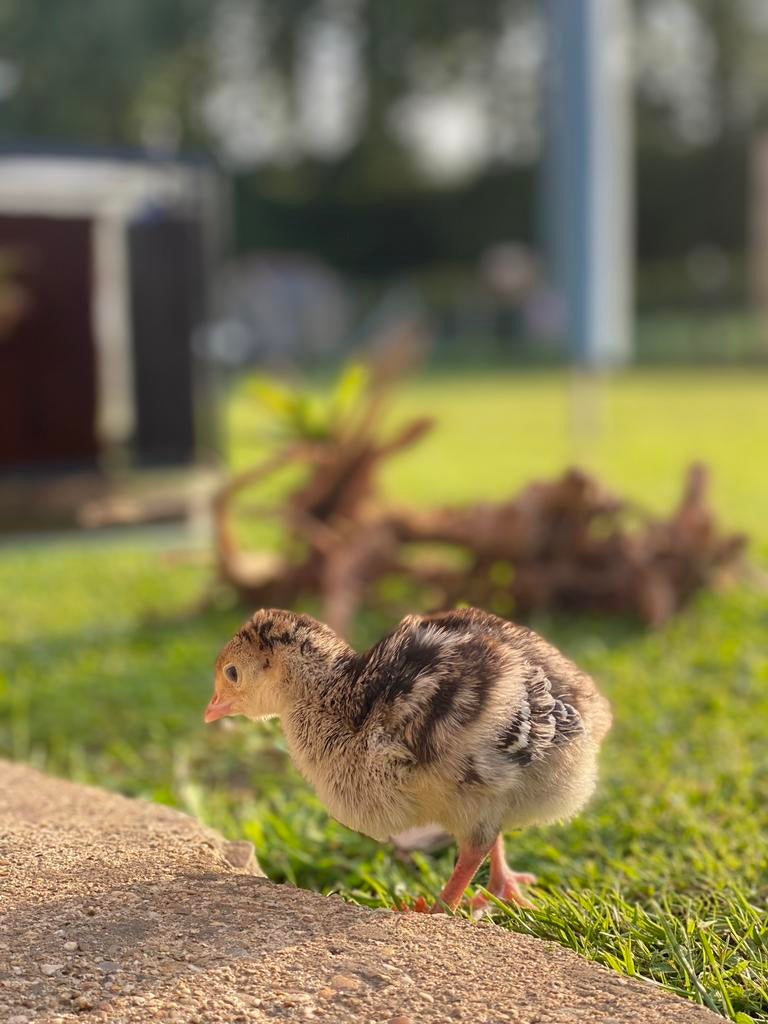 Poussins de dinde en bronze, Animaux & Accessoires, Volatiles, Dinde