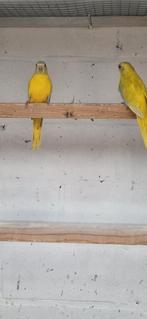 Kweekrijpe goudgele en cinnamon turquoisine 2025, Plusieurs animaux, Perruche, Bagué