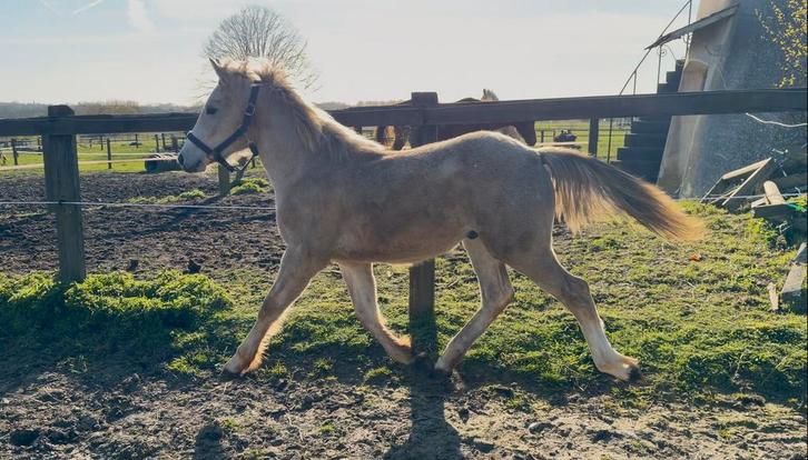 Jaarling veulen, Dieren en Toebehoren, Paarden