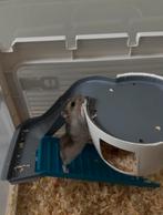 Russische dwerghamster, Dieren en Toebehoren, Knaagdieren, Hamster, December, Vrouwelijk, Tam