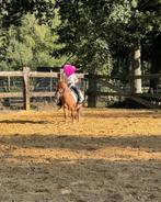 Alleround merrie, Dieren en Toebehoren, Pony's, Zadelmak, A pony (tot 1.17m), 7 tot 10 jaar, Recreatiepony