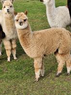 Te koop mooi bont hengstje, September, Mannelijk