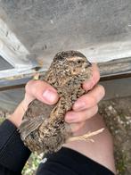 Kwartel haantjes, Dieren en Toebehoren, Pluimvee