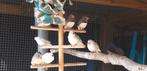 Zebravinken, Animaux & Accessoires, Oiseaux | Canaris, Mâle