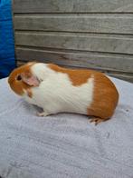 Gladhaar buff bont koppel, Dieren en Toebehoren, Knaagdieren, Cavia, December, Meerdere dieren, Tam