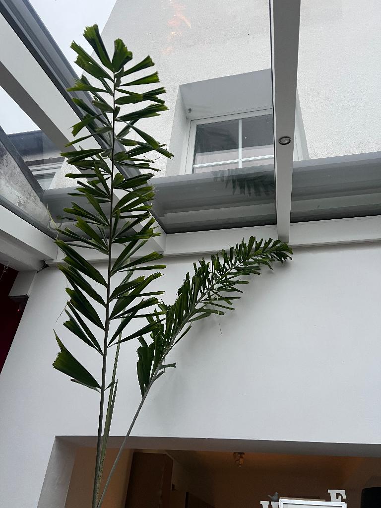 Palmier unique au monde, 200 cm of meer, Palm, Ophalen of Verzenden, In pot