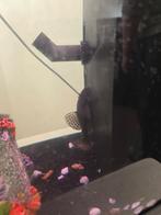 Te koop Ancistrus, Dieren en Toebehoren, Vis, Zoetwatervis