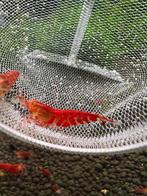 Crevettes Lilly Tiger Caridina -rouge vif !, Homard, Crabe ou Crevette, Poisson d'eau douce, Banc de poissons