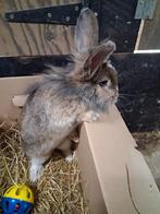 Dwergkonijntje, Femelle, Taille moyenne, 0 à 2 ans