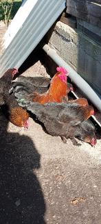 broedeieren marans zwart, koper hals, Dieren en Toebehoren, Pluimvee