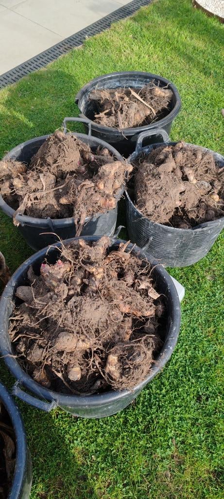 canna knollen, Tuin en Terras, Ophalen
