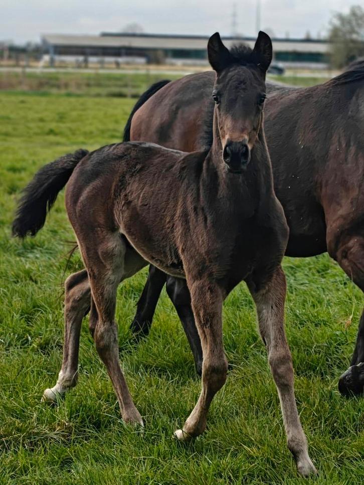 New Forest hengstenveulen / BRP, Animaux & Accessoires, Chevaux & Poneys | Étalons & Juments poulinières
