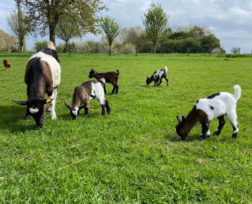 Vier bokjes te koop, Dieren en Toebehoren, Schapen, Geiten en Varkens, Geit