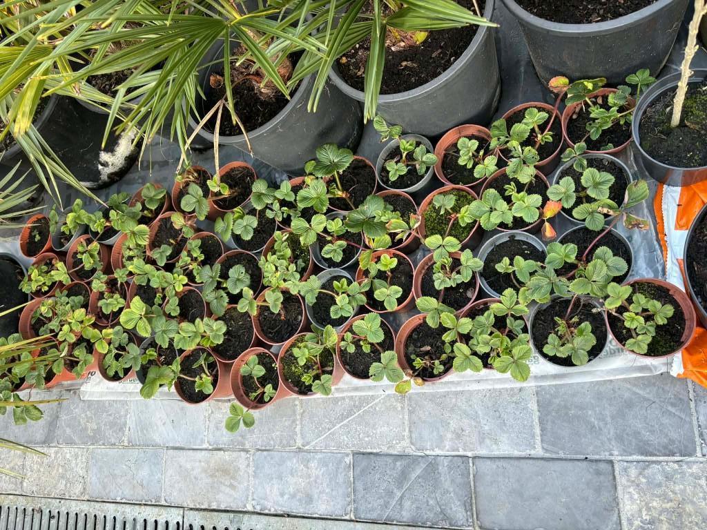 Aardbei plantjes, Plein soleil, Été, Enlèvement, Plantes fruitières
