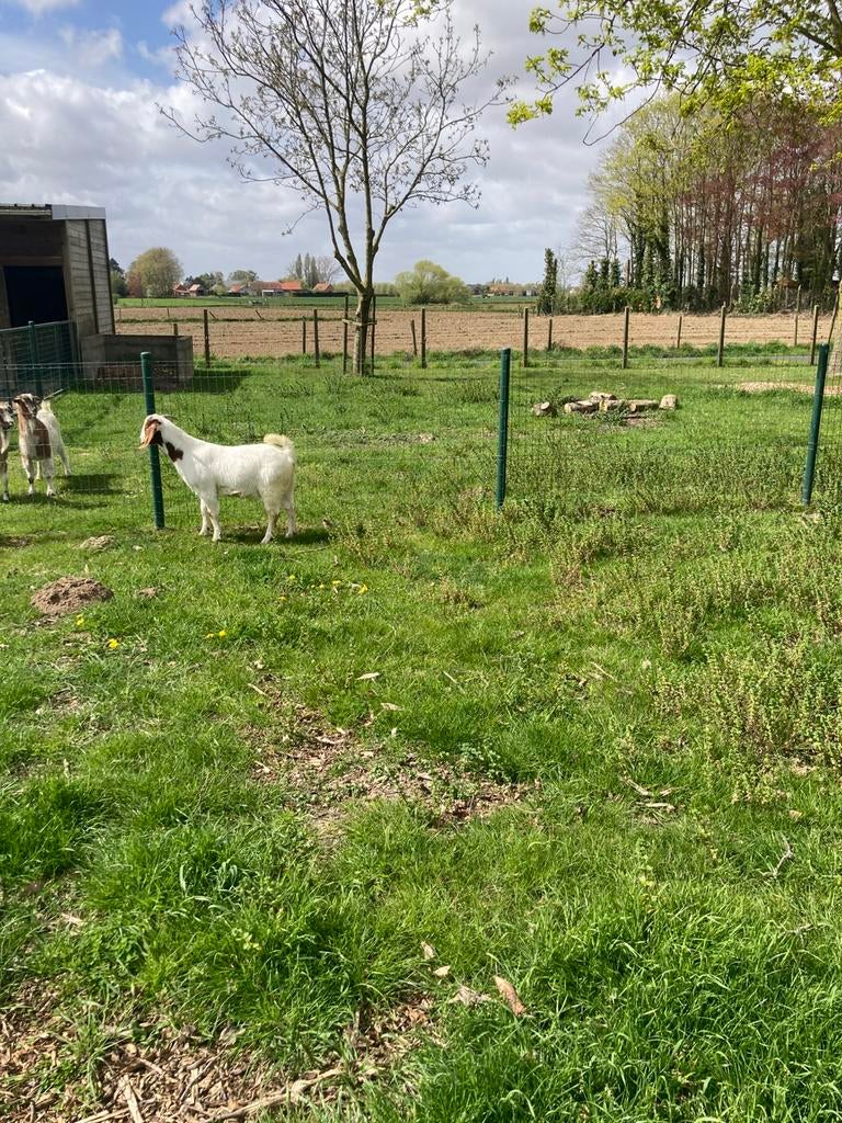 Boeregeit, Dieren en Toebehoren, Schapen, Geiten en Varkens