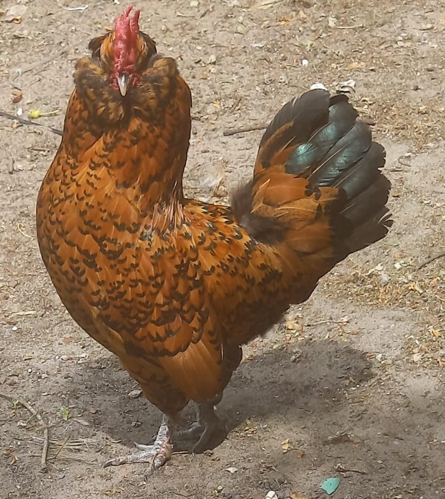 Te koop divers sierkrielhaantjes mengras, Dieren en Toebehoren, Pluimvee, Kip, Mannelijk