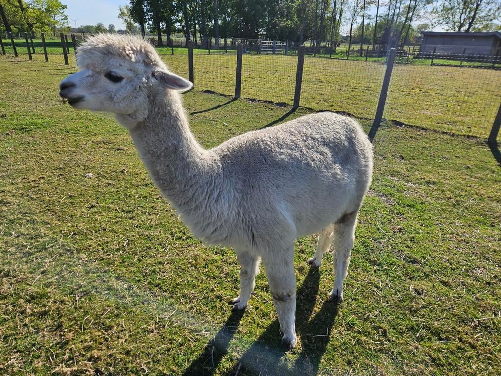 Jument alpaga gravide, Animaux & Accessoires, Femelle, 6 ans ou plus