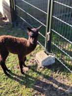 Alpaca merrie met merrie aan de voet, Dieren en Toebehoren, Juni, Meerdere dieren