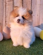 Chiot de Poméranie/Chiot de Poméranie/petit loulou, Loulou, Plusieurs, Hépatite contagieuse (maladie de Rubarth), Belgique