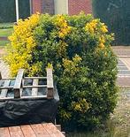 Struik zelf uit te doen, Tuin en Terras, Ophalen, Volle zon