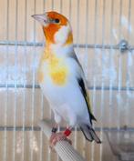 Je cherche un mâle chardonneret tête blanc 2025., Animaux & Accessoires, Oiseaux | Canaris, Mâle
