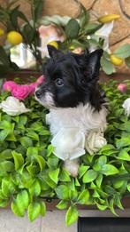 Yorkshire femelle noire et blanche, Étranger, Yorkshire Terrier, Maladie de Carré (chiens), Chienne