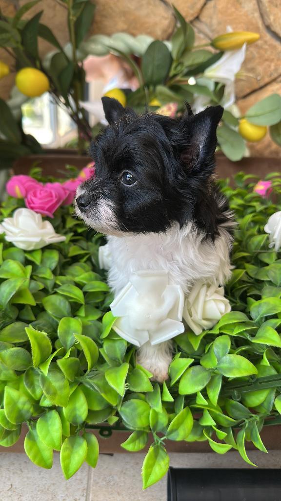 Yorkshire femelle noire et blanche, Dieren en Toebehoren, Honden | Jack Russells en Terriërs, Teef, Yorkshire Terriër, Fokker | Hobbymatig