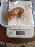 Jonge caviatjes lees beschrijving, Février, Mâle